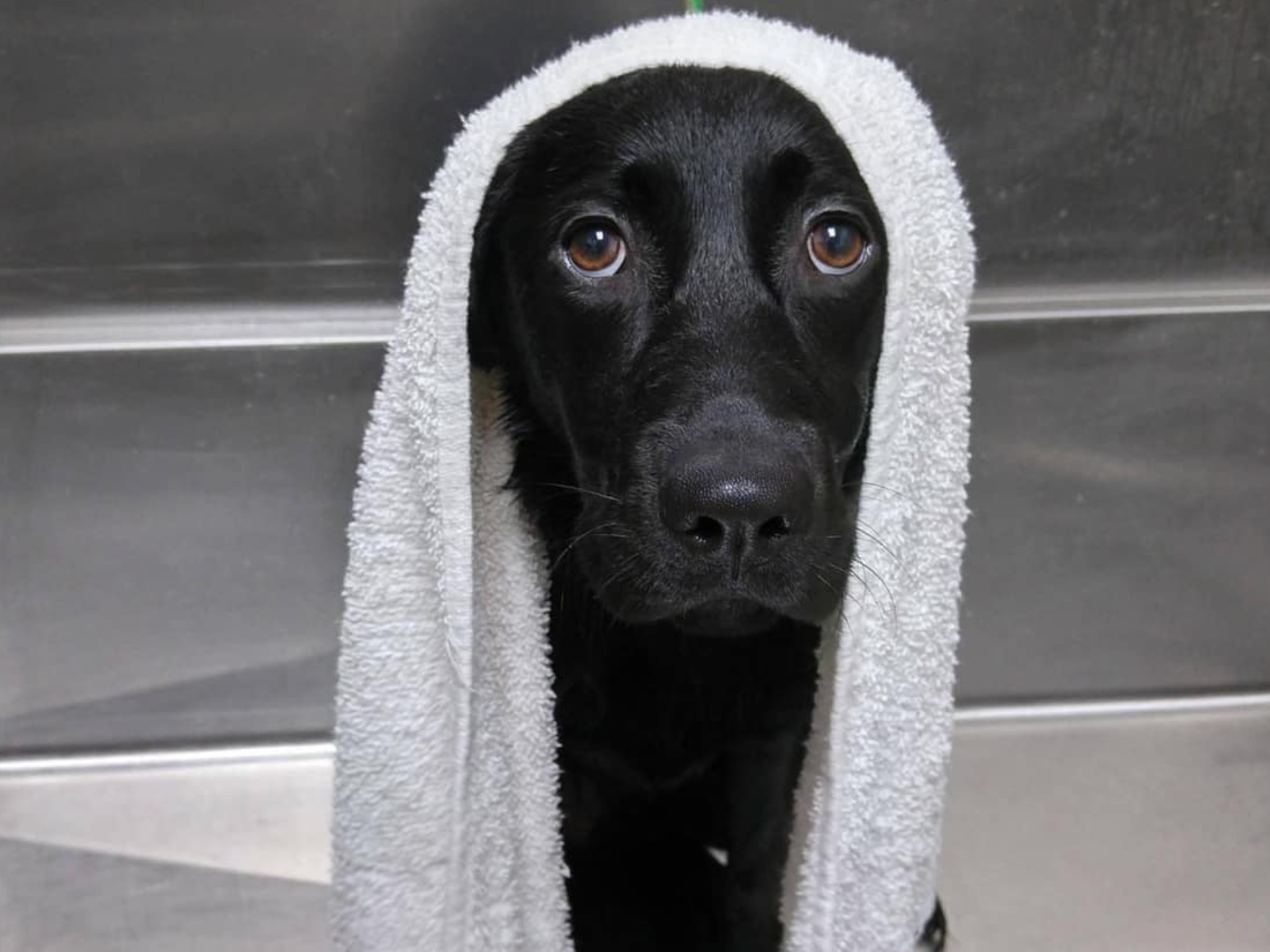 Dog Wash
